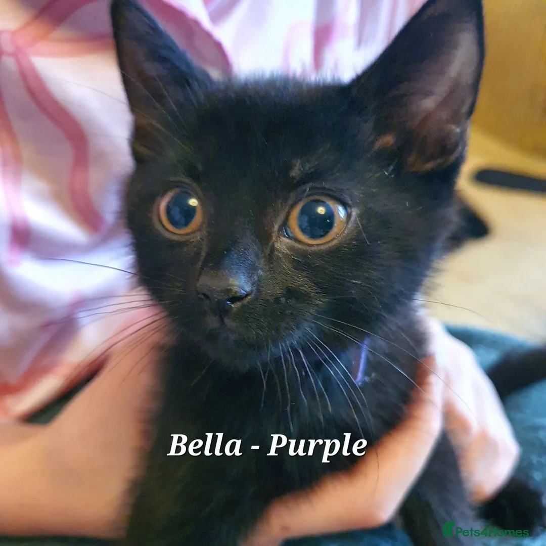 British Shorthair cats for sale: Pure Black British Shorthair Kittens in Dudley - Advert 26