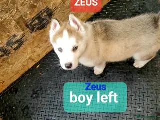 Siberian Husky dogs 1 boy and 2 girls left - Advert 12