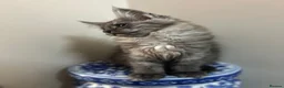 Maine Coon cats for sale: Licensed breeder-maine coon kittens - Advert 11