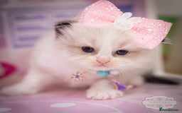 Ragdoll cats for sale: Ragdoll Bicolor Kitten Girl LPBB TICA REDUCED!!! - Image 3