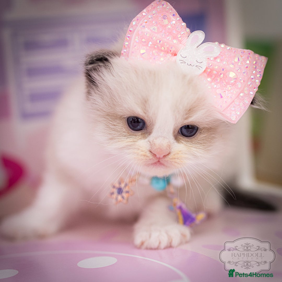 Ragdoll cats for sale: Ragdoll Bicolor Kitten Girl LPBB TICA REDUCED!!! - Image 3
