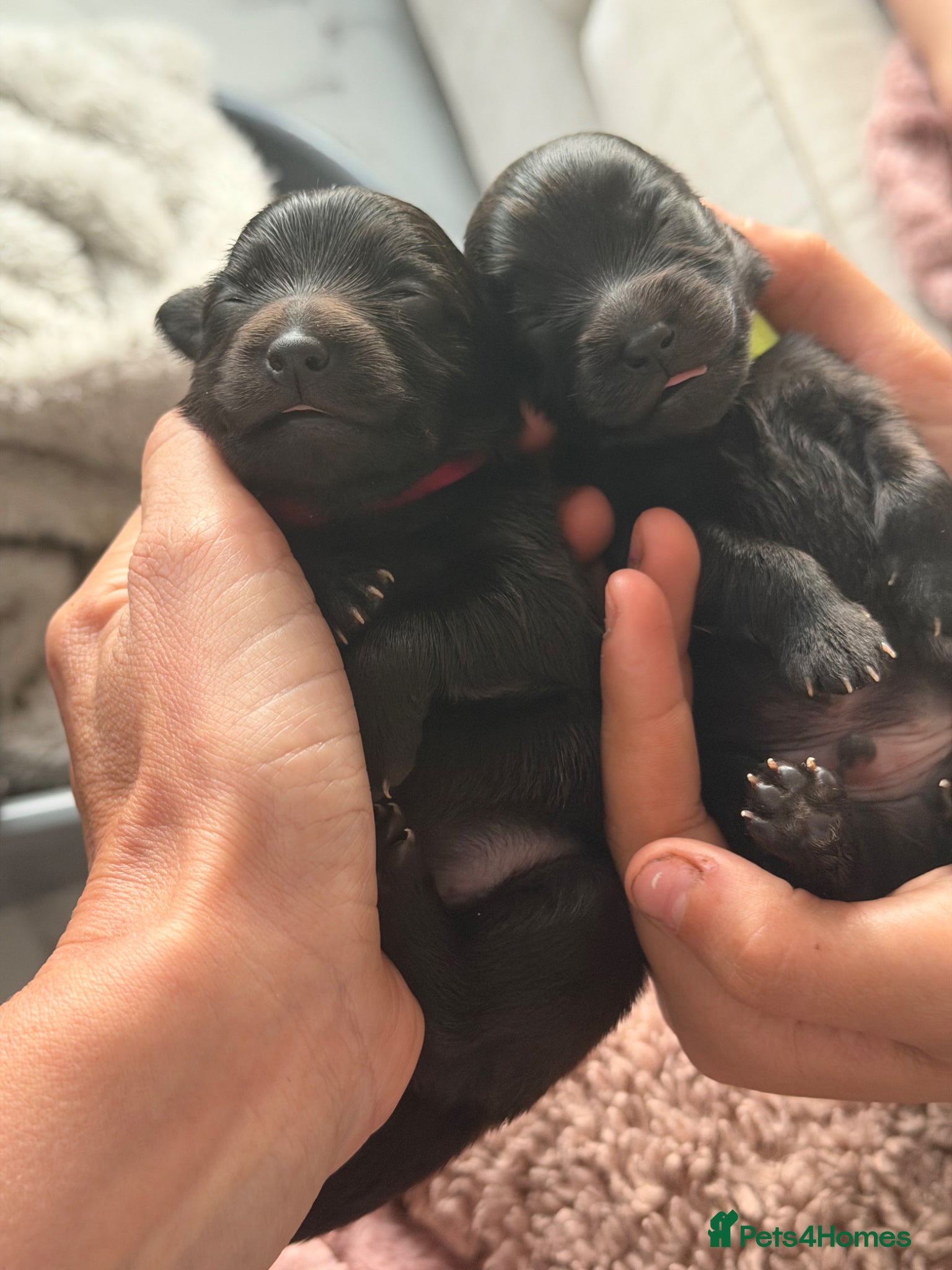 Mixed Breed dogs Beautiful Pomspitz Puppies Ready Soon - Advert 1