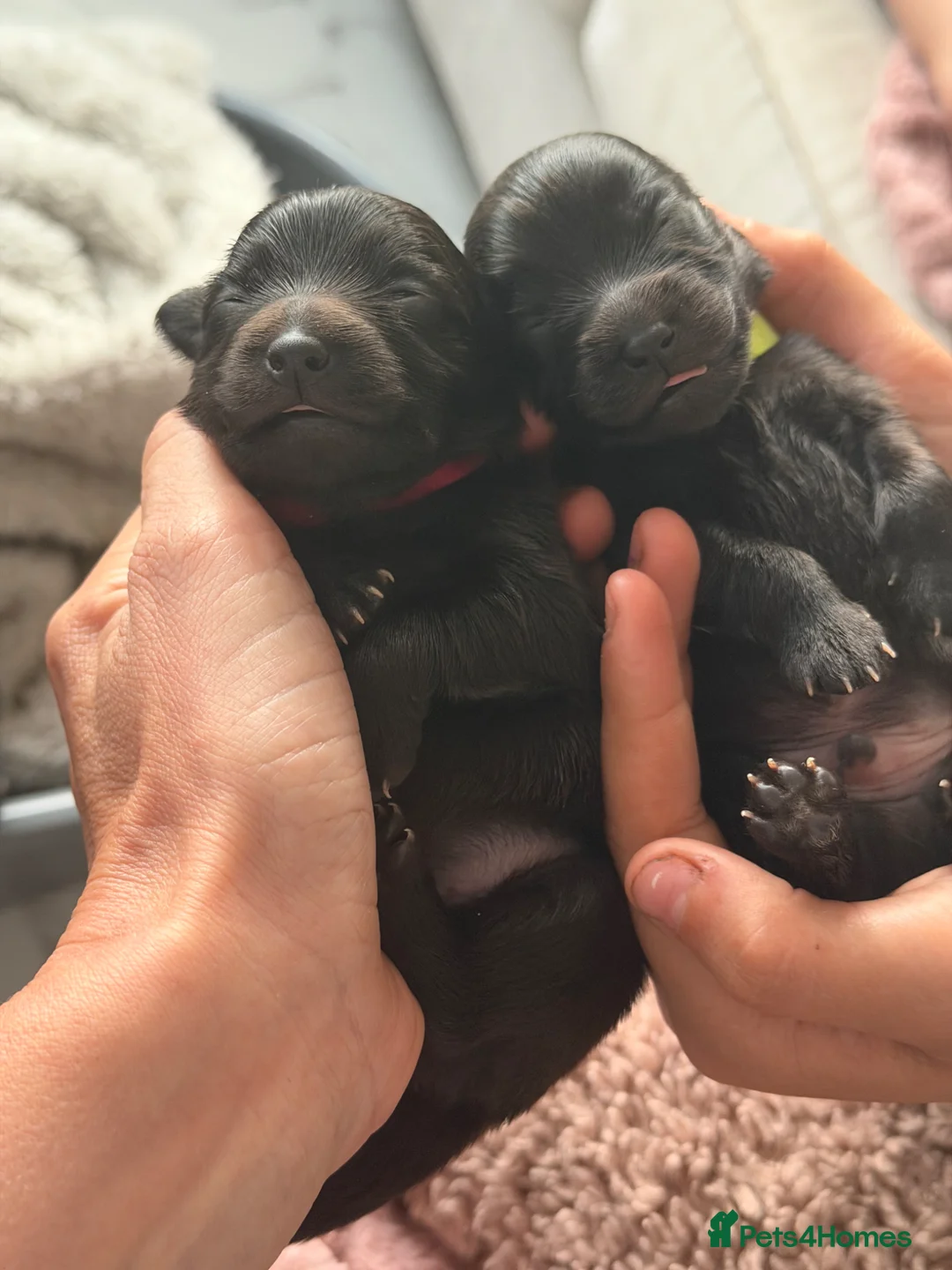 Mixed Breed dogs for sale: Beautiful Pomspitz Puppies Ready Soon in Preston - Advert 1