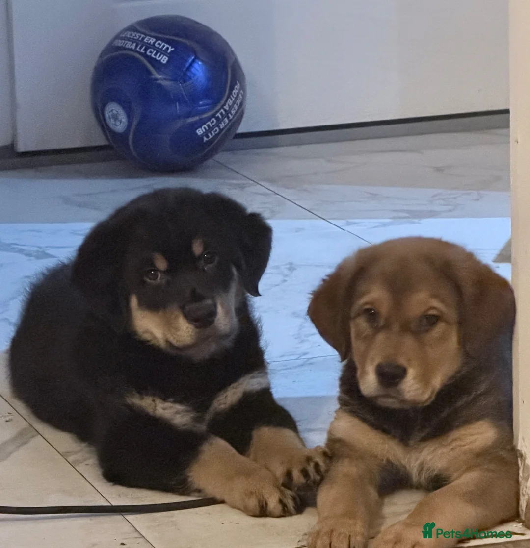 Mixed Breed dogs for sale: 1 Boy Left! Beautiful Chunky Fluffy Rottweiler  in Coalville - Advert 4