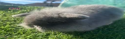 Mini Lion Lop rabbits for sale: Mini Lion Lop Rabbits – Ready This Weekend 🐰 - Advert 7