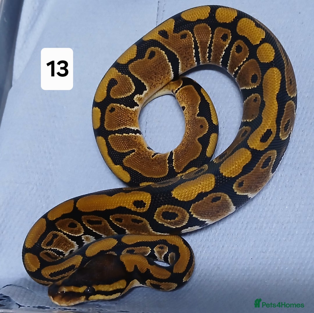 Python Snake reptiles for sale: Royal Python Morphs Males - Image 21