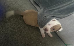 Mixed Breed dogs for sale: 2 beautiful pups READY TO LEAVE  - Image 19