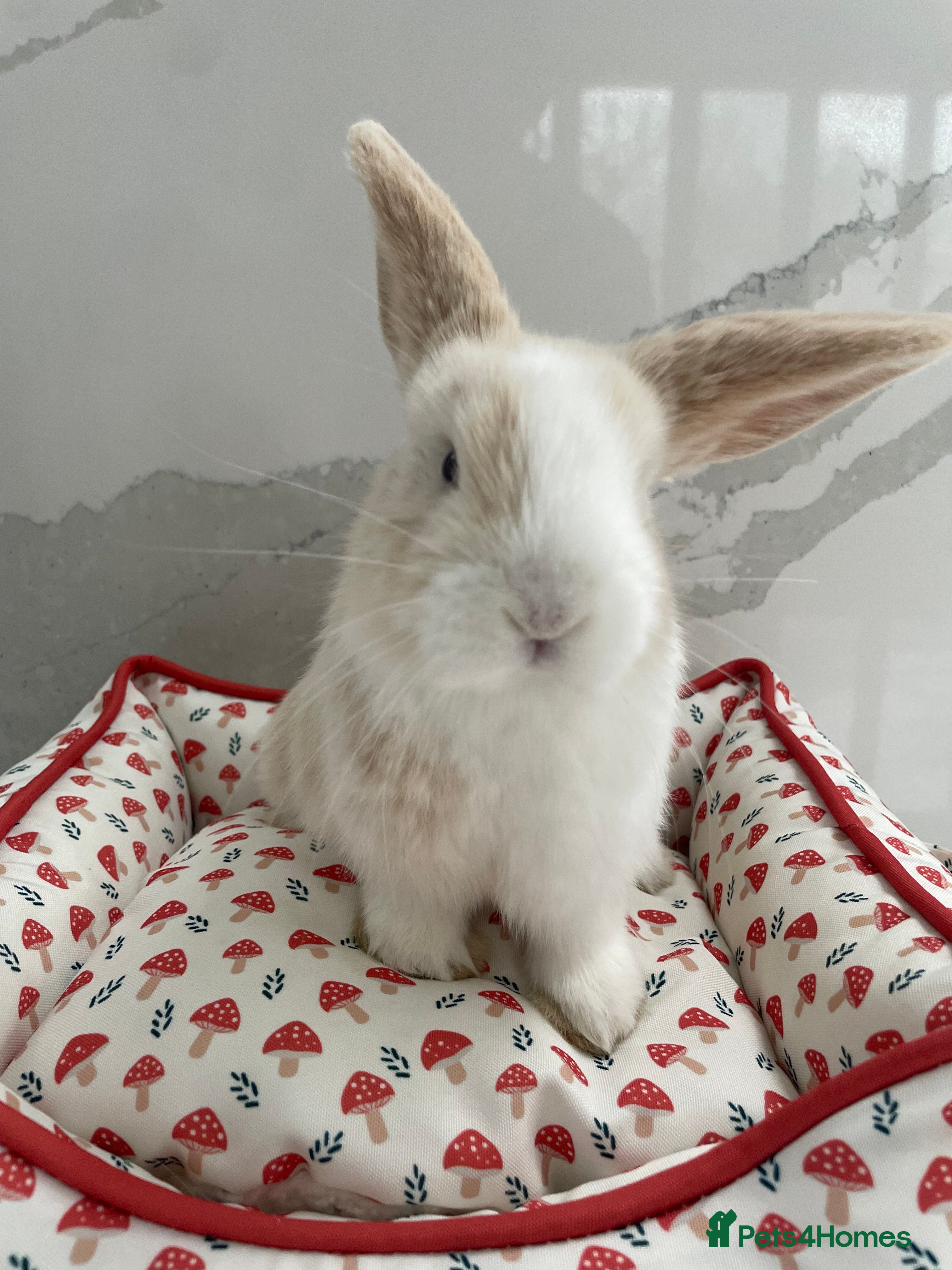 Mini Lop rabbits female mini lop rabbit for sale! - Advert 1