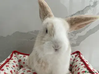 Mini Lop rabbits female mini lop rabbit for sale! - Advert 1