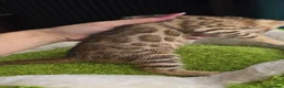 Bengal cats for sale: Outstanding rosetted brown bengal girls and boys🔥 - Advert 27
