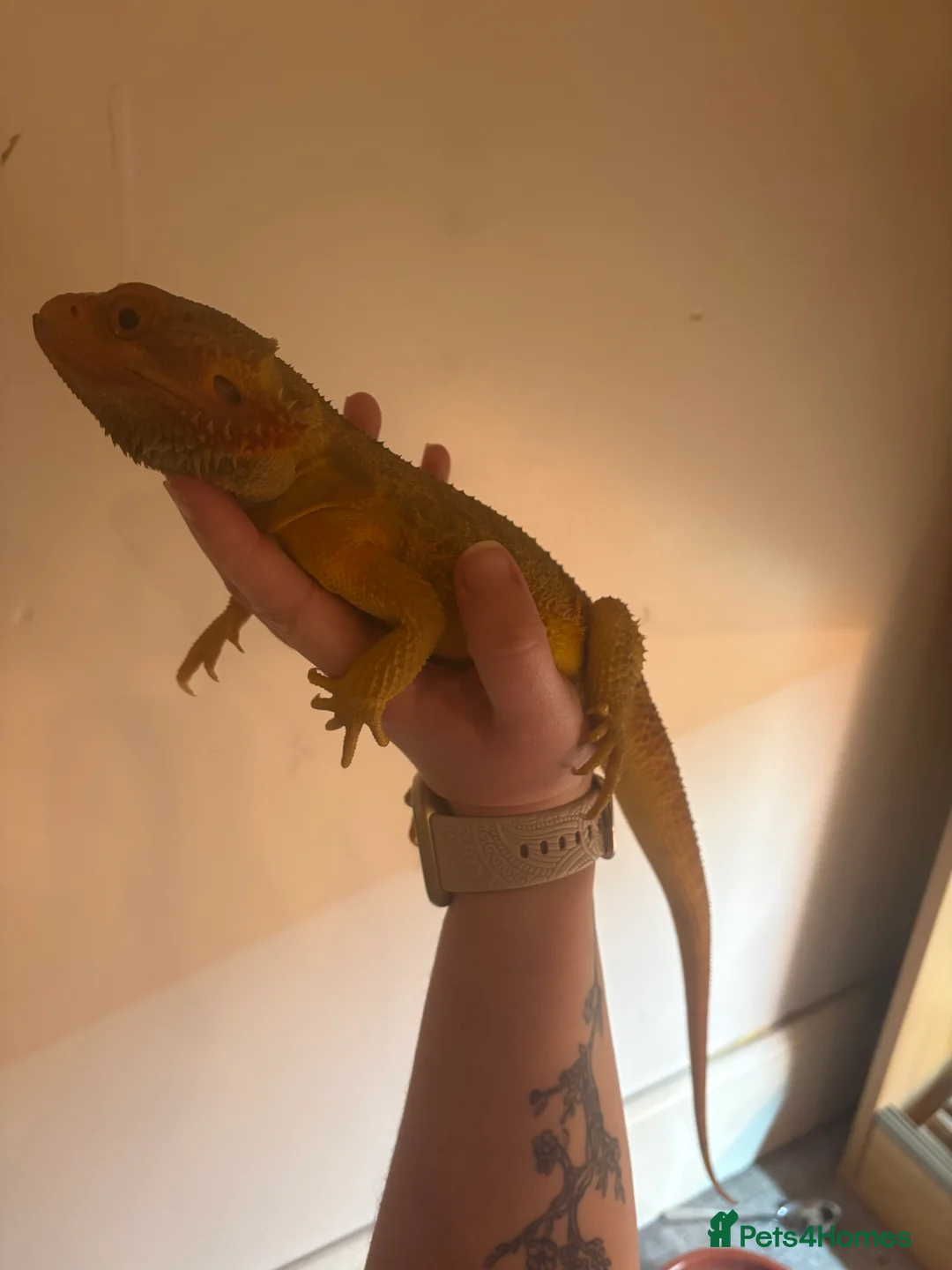 Bearded Dragon reptiles for sale: Bearded Dragon and set up  - Advert 3