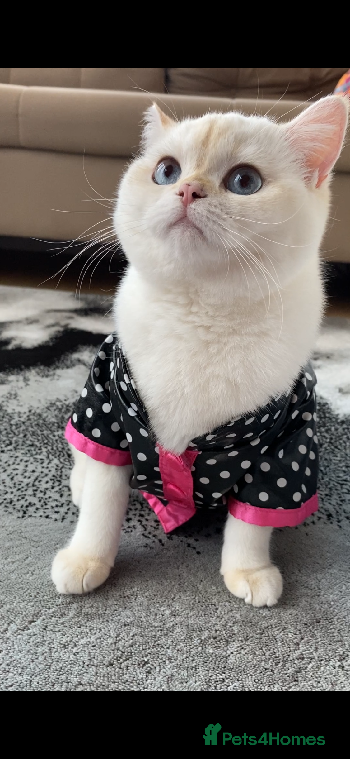 British Shorthair cats Beautiful British Shorthair Kitten Blue Eyes - Advert 3