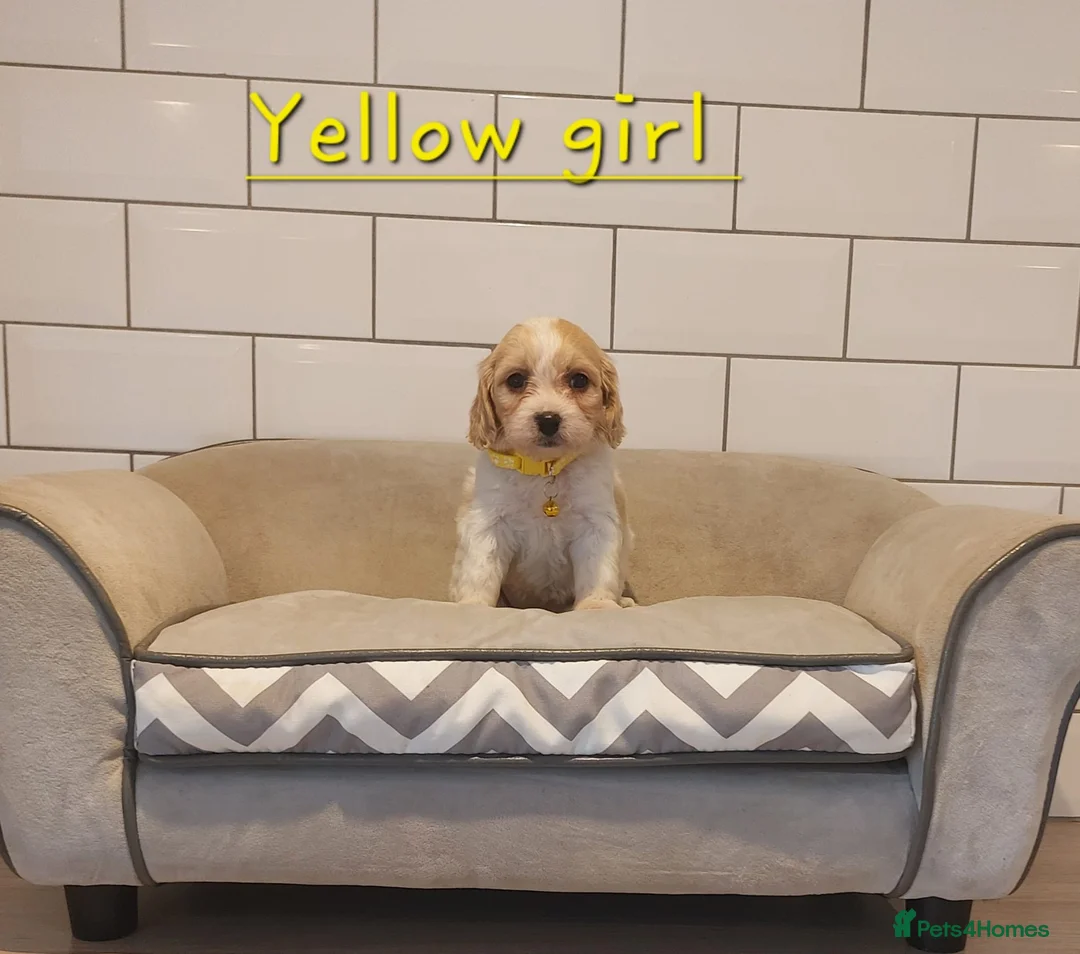 Cavachon dogs for sale: Beautiful Cavachon puppies 💕 - Advert 11