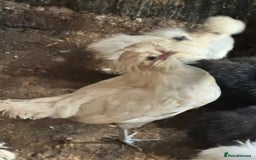 Chickens poultry for sale: Roosters, hens, quails and chicks for sale in London - Image 10