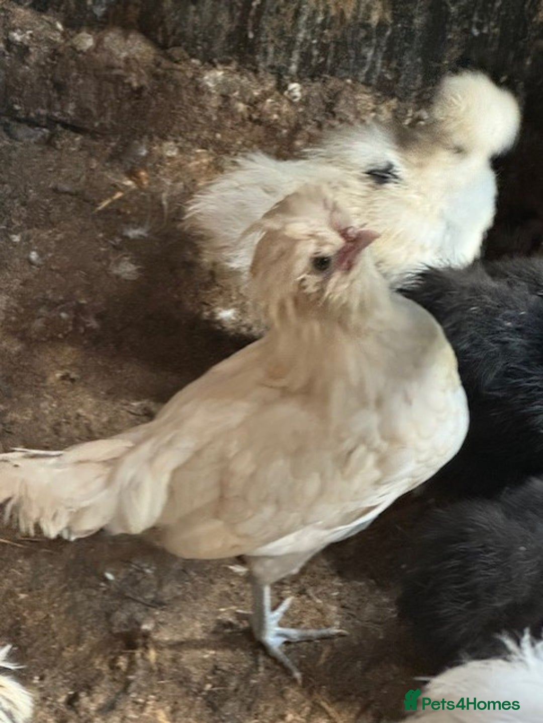 Chickens poultry for sale: Roosters, hens, quails and chicks for sale in London - Image 10