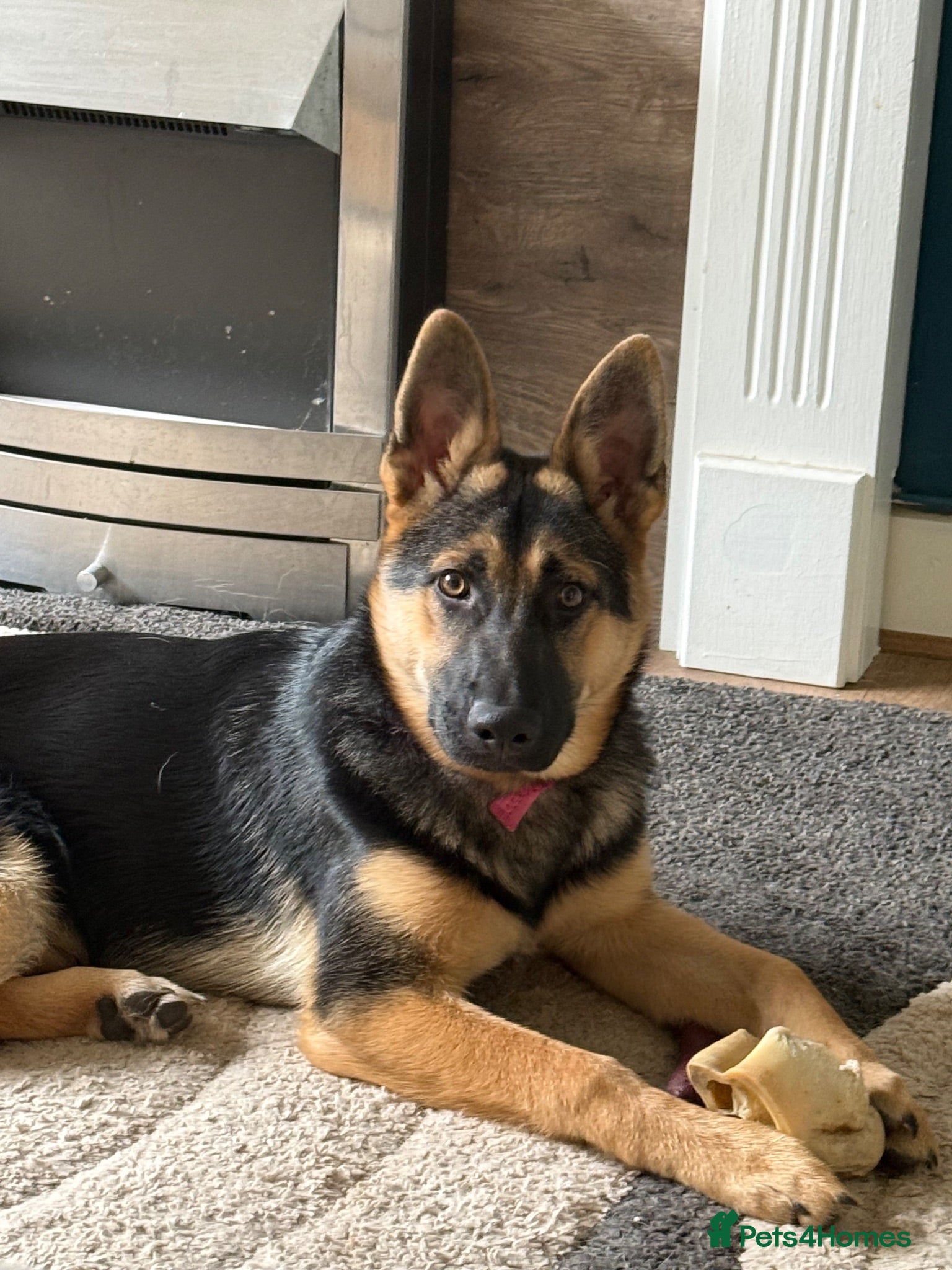 German Shepherd dogs Female Black and Tan bitch - Advert 3