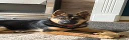 German Shepherd dogs for sale: Female Black and Tan bitch - Advert 1