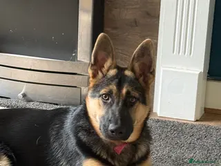 German Shepherd dogs Female Black and Tan bitch - Advert 3