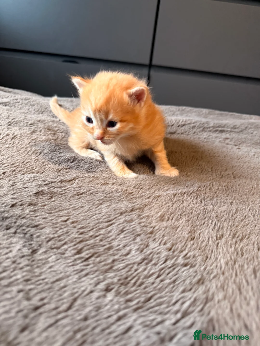 Mixed Breed cats for sale: Beautiful Ginger tabby kittens  - Advert 11