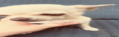 Chihuahua 2