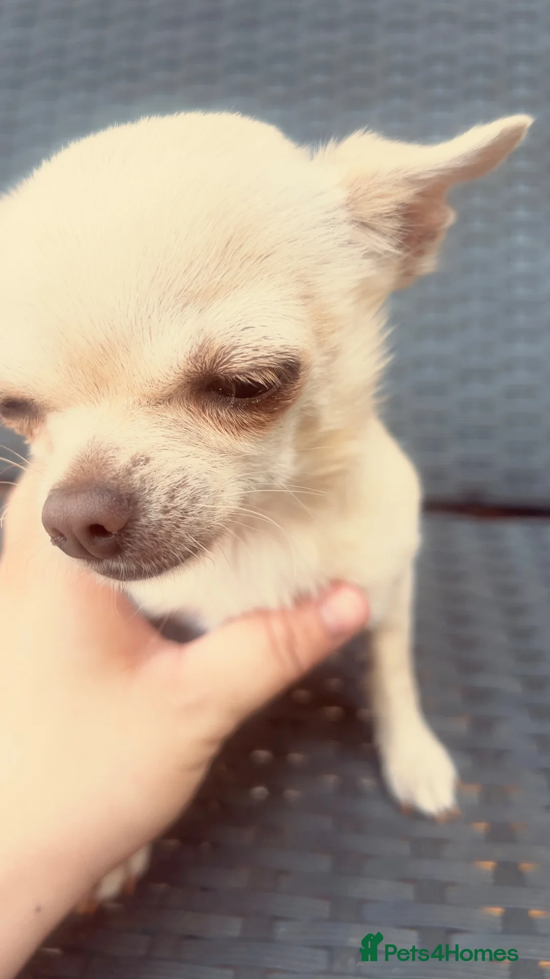Chihuahua dogs for sale: Two Chihuahua pups  - Advert 7
