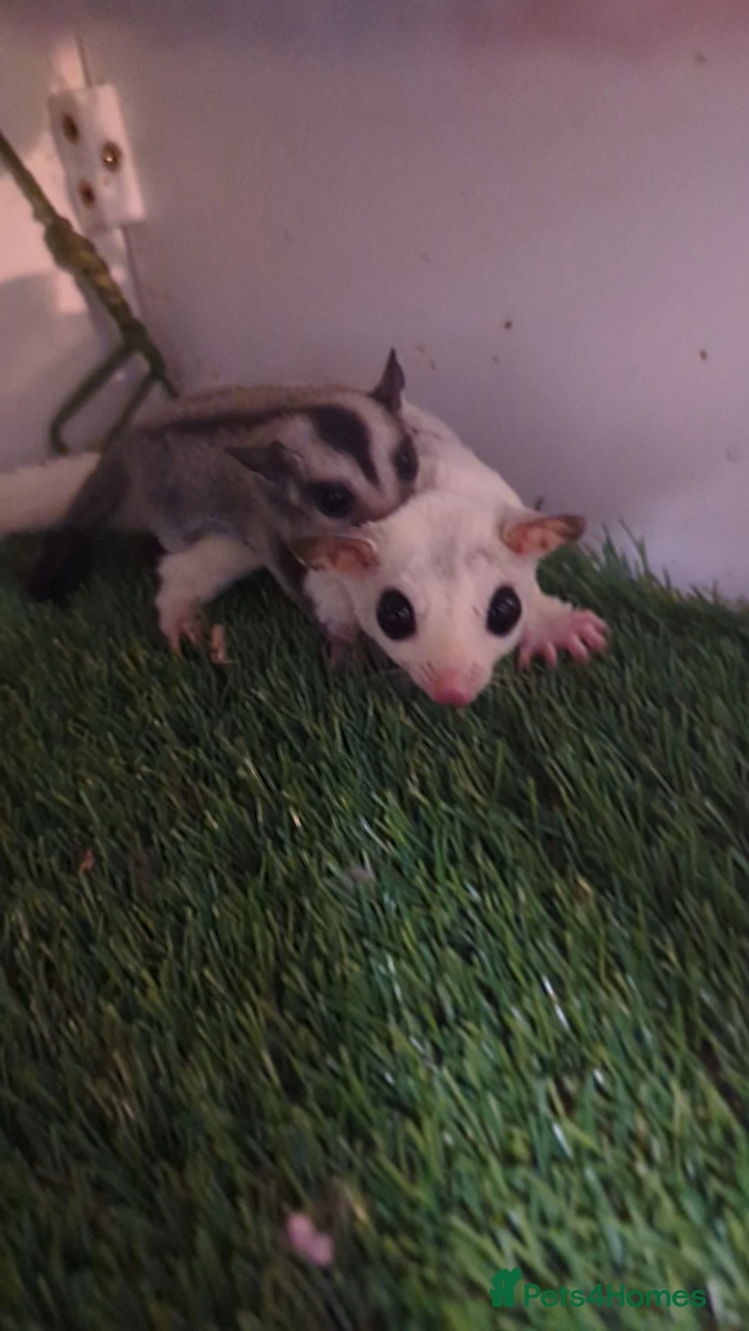 Mouse rodents for sale: Sugar Gliders. SOLD BUT MORE AVAILABLE SOON - Advert 2