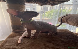 Sphynx cats for sale: 5 Playful & Affectionate Sphynx Kittens - Image 13