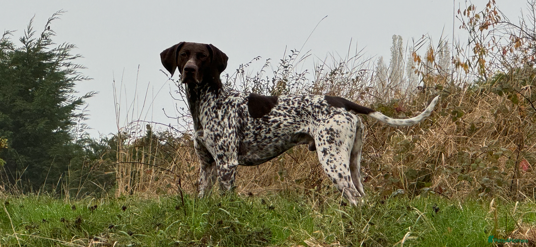 German Shorthaired Pointer dogs for stud: GSP for stud  - Image 2
