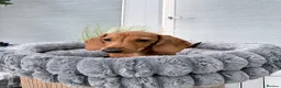 Miniature Dachshund dogs for sale: Beautiful clear red girl - Advert 4