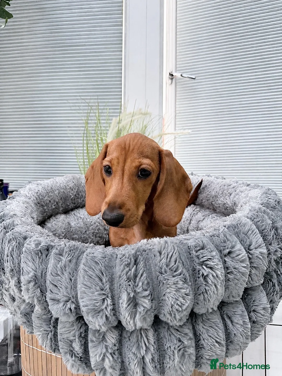 Miniature Dachshund dogs for sale: Beautiful clear red girl - Advert 4