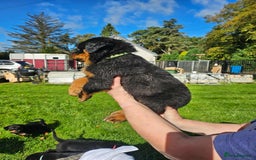 Rottweiler dogs for sale: Gorgeous KC Registered Rottweiler Puppies  - Image 5