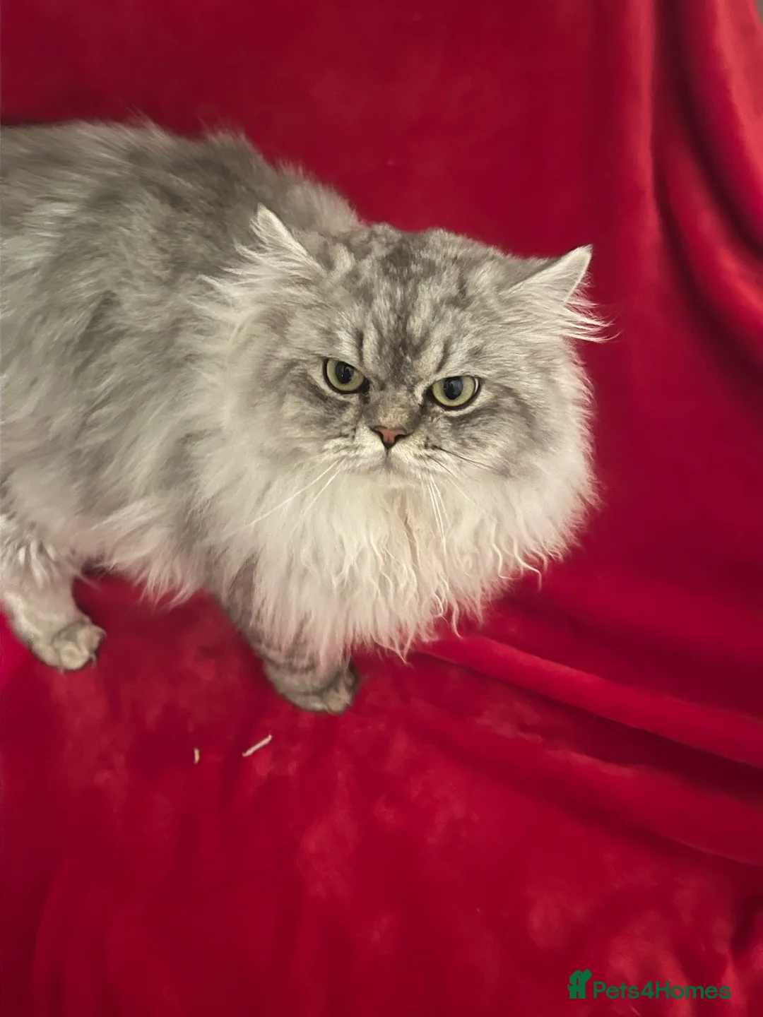 Persian cats for stud: chinchilla Persian proven stud ONLY not for sale  - Advert 12