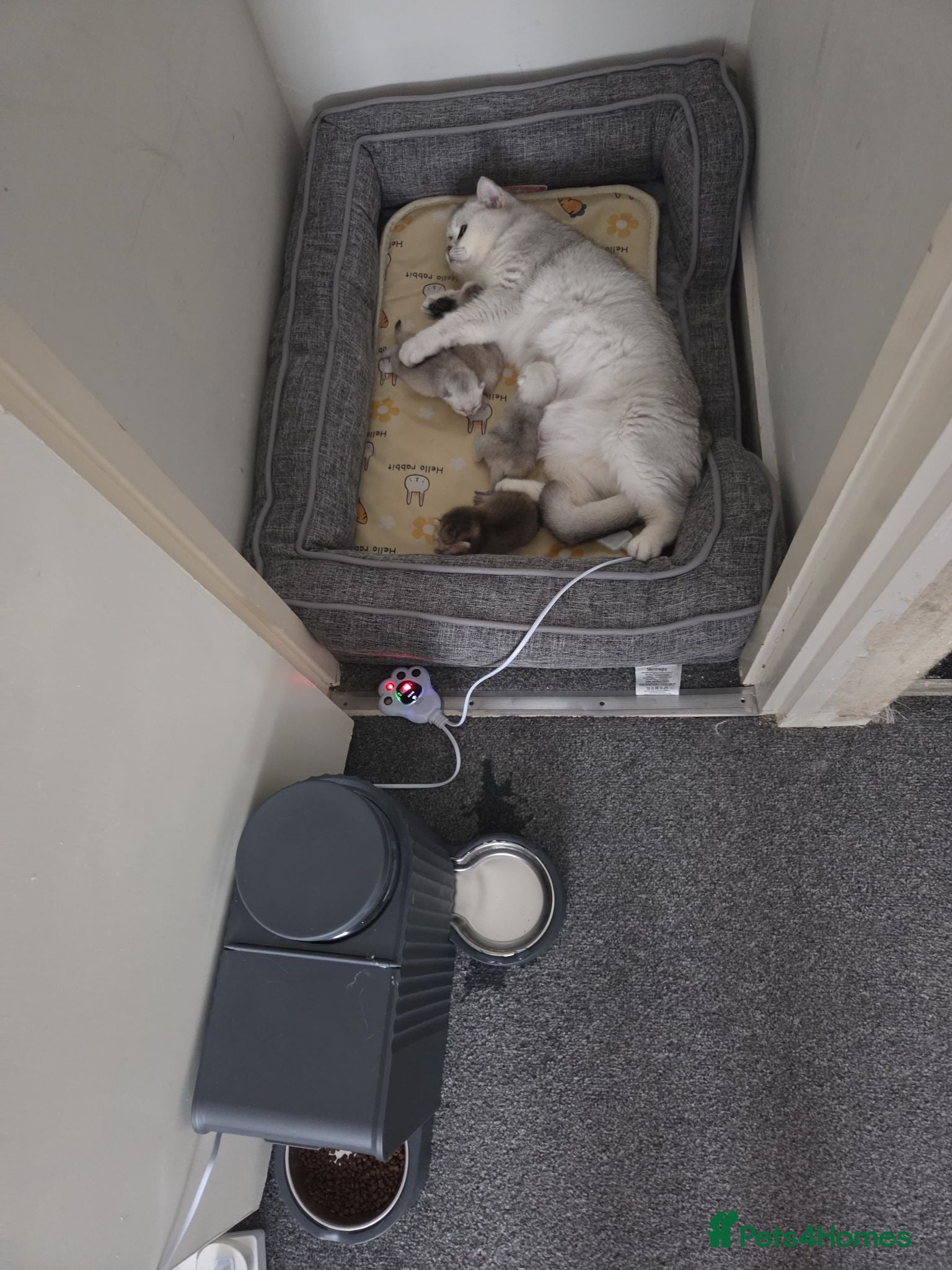 British Shorthair cats 3 white kittens with blue-green eyes for sale.  - Advert 16
