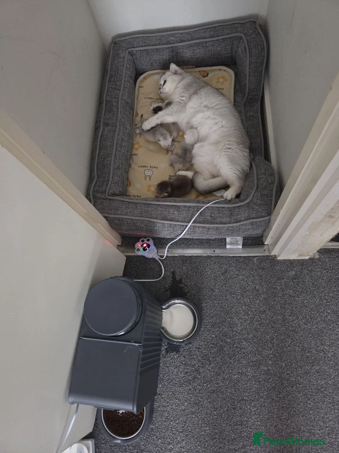 British Shorthair cats for sale: 3 white kittens with blue-green eyes for sale.  - Advert 1