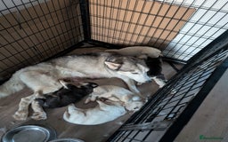 Siberian Husky dogs for sale: 5 Syberrian Husky puppies - Image 5