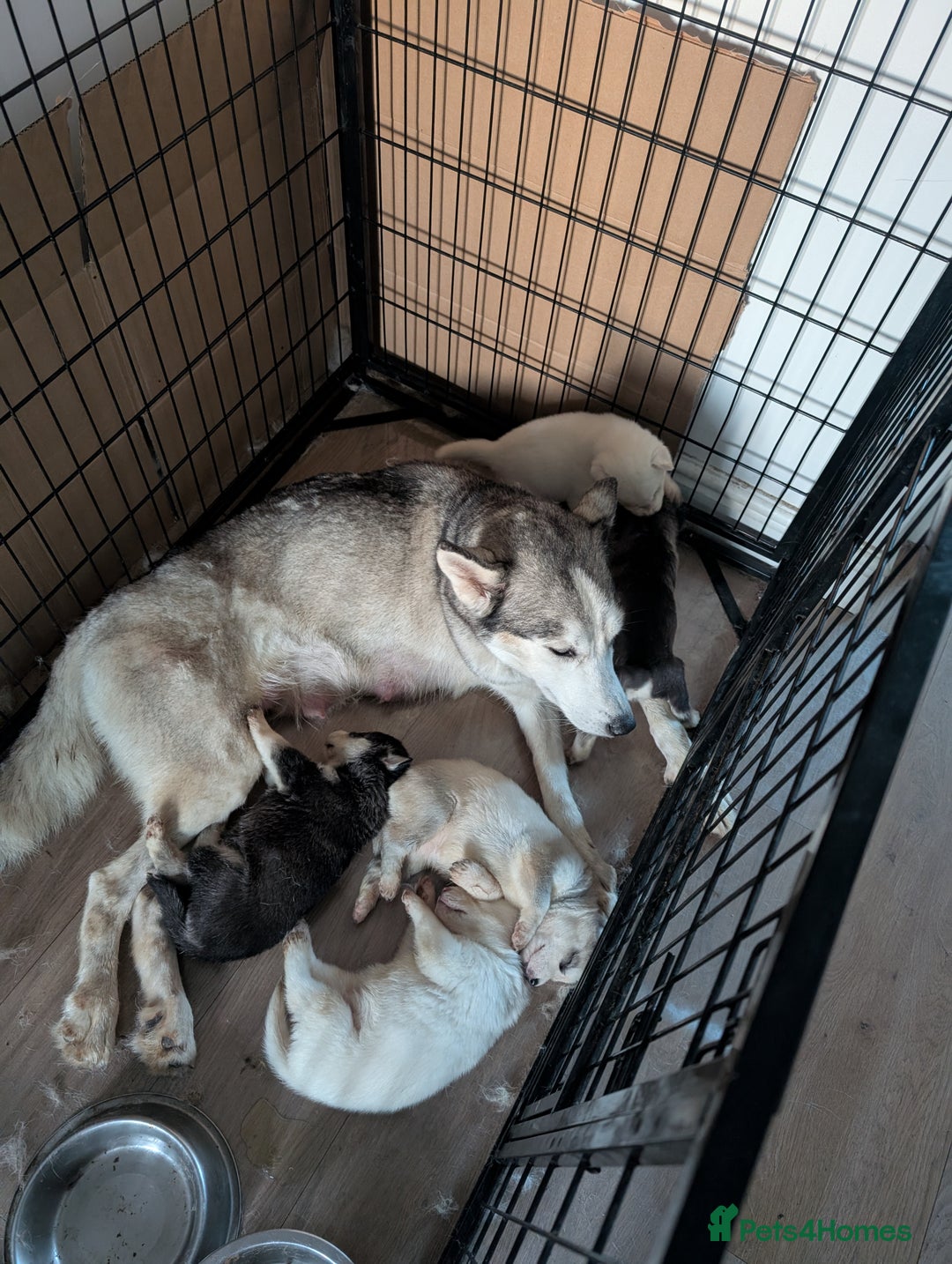 Siberian Husky dogs for sale: 5 Syberrian Husky puppies - Image 5