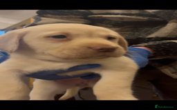 Labrador Retriever dogs for sale: Fully vaccinated chunky pedigree pups  - Advert 13