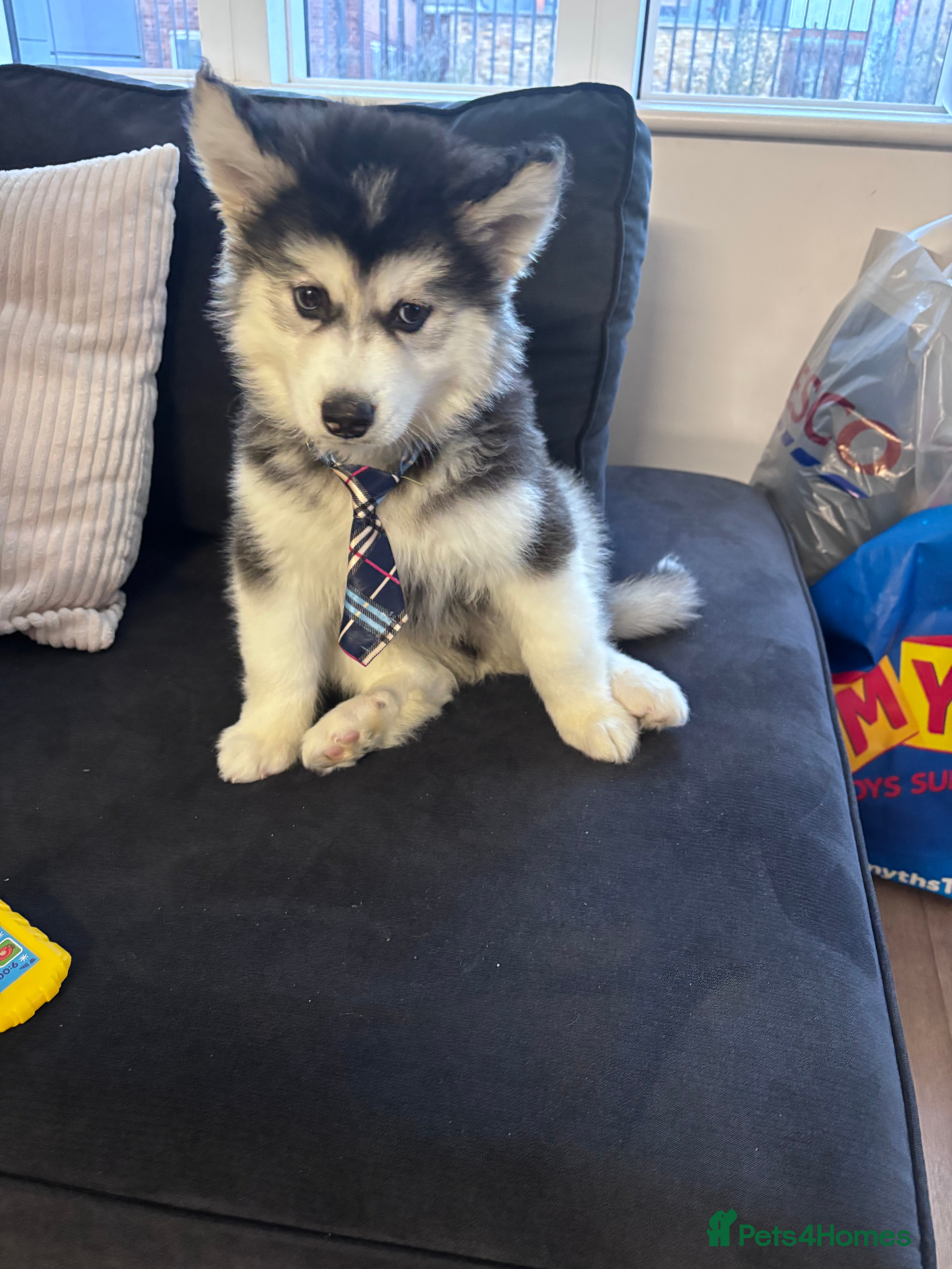 Siberian Husky dogs Pedigree Siberian husky for sale  - Advert 1