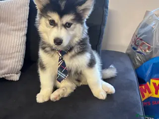 Siberian Husky dogs Pedigree Siberian husky for sale - Advert 1