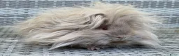 Guinea Pig rodents for sale: Purebred Lunkarya - Advert 14