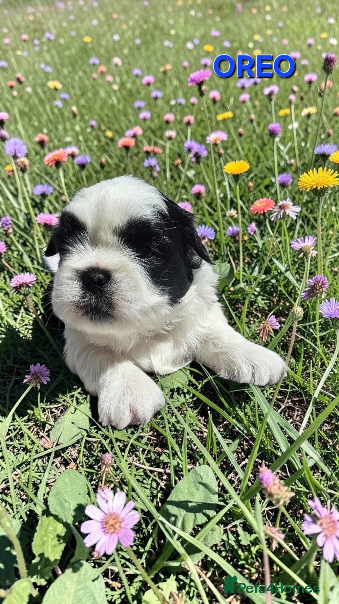 Shih Tzu dogs STUNNING PURE STANDARD SHIH TZU  - Advert 7