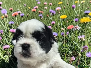 Shih Tzu dogs STUNNING PURE STANDARD SHIH TZU - Advert 7
