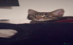 Mixed Breed cats for sale: Gorgeous maine coon X bengal kittens!  - Image 3