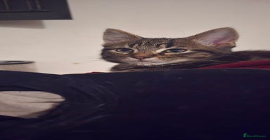 Mixed Breed cats - Advert 10