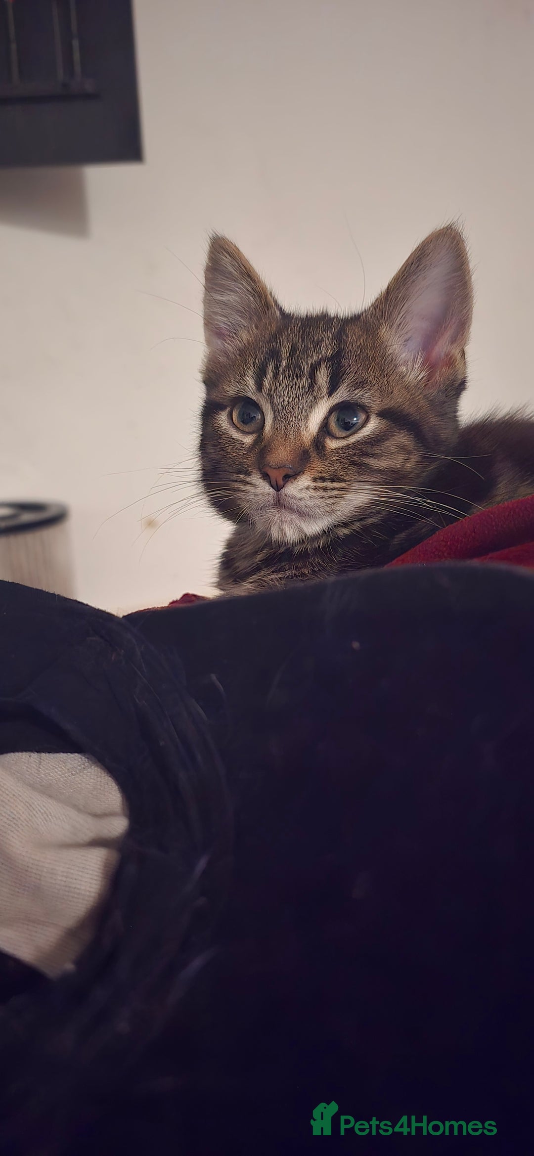 Mixed Breed cats for sale: Gorgeous maine coon X bengal kittens!  - Image 3