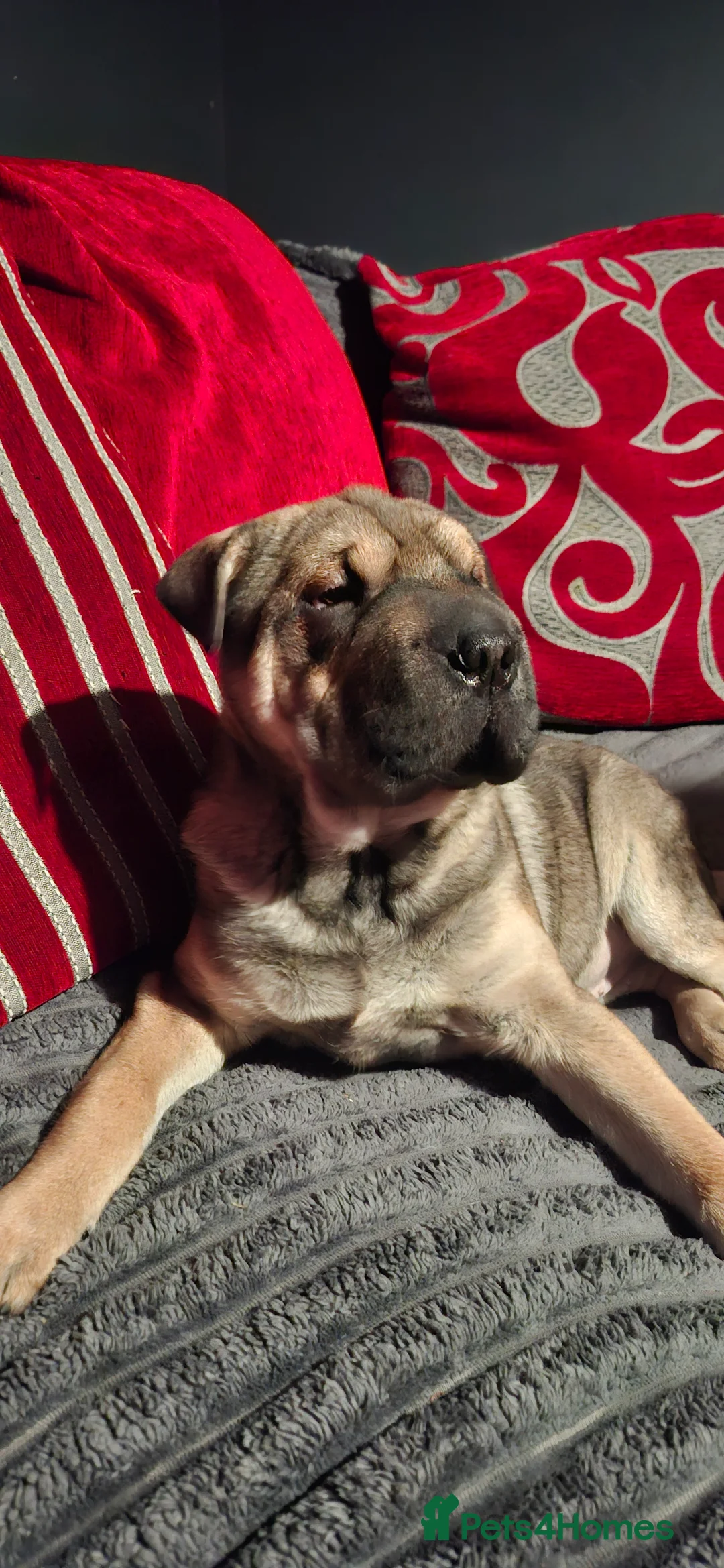 Mixed Breed dogs for sale: Jack Russell Terrier - Rus-A-Pei - Advert 1