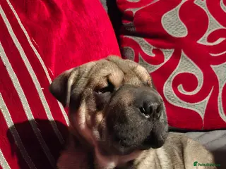 Mixed Breed dogs Jack Russell Terrier - Rus-A-Pei - Advert 16