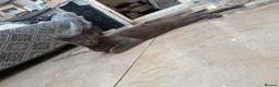 Mixed Breed cats for sale: Main coon x Russian blue mix - Advert 4