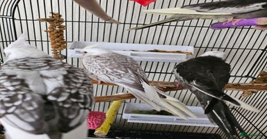 Cockatiels birds - Advert 16