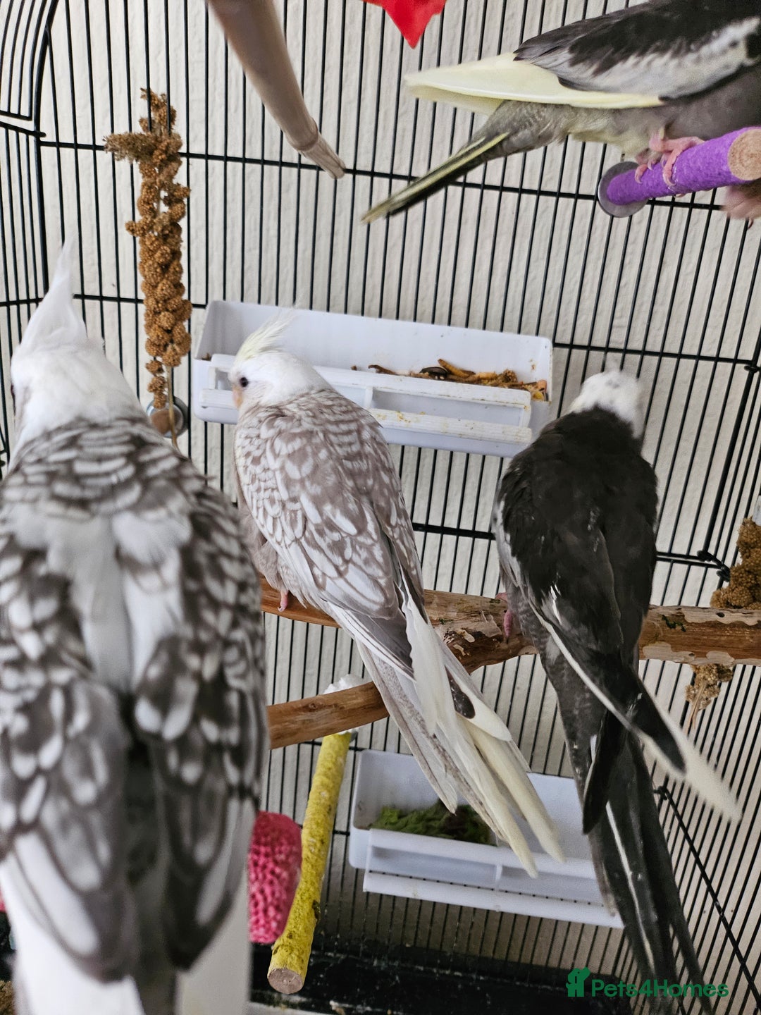 Cockatiels birds for sale: Hand tame cockatiel chicks  - Image 2
